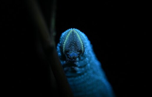 Frisch bestätigt: Käfer & Kundig – Die Insektenshow: Kinderprogramm