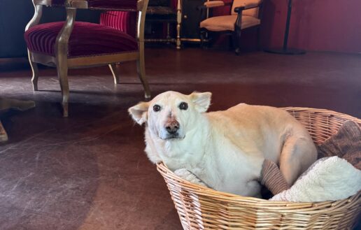 Fabrikgeflüster - Die KFK-Hundecrew