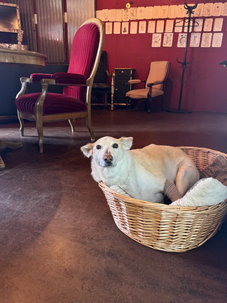 Fabrikgeflüster – Die KFK-Hundecrew