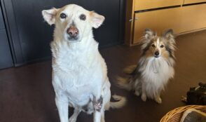 Fabrikgeflüster – Die KFK-Hundecrew 2