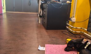 Fabrikgeflüster – Die KFK-Hundecrew 3