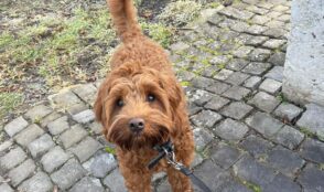 Fabrikgeflüster – Die KFK-Hundecrew 4